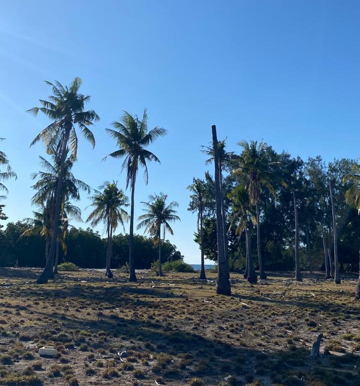 Perkebunan Kelapa